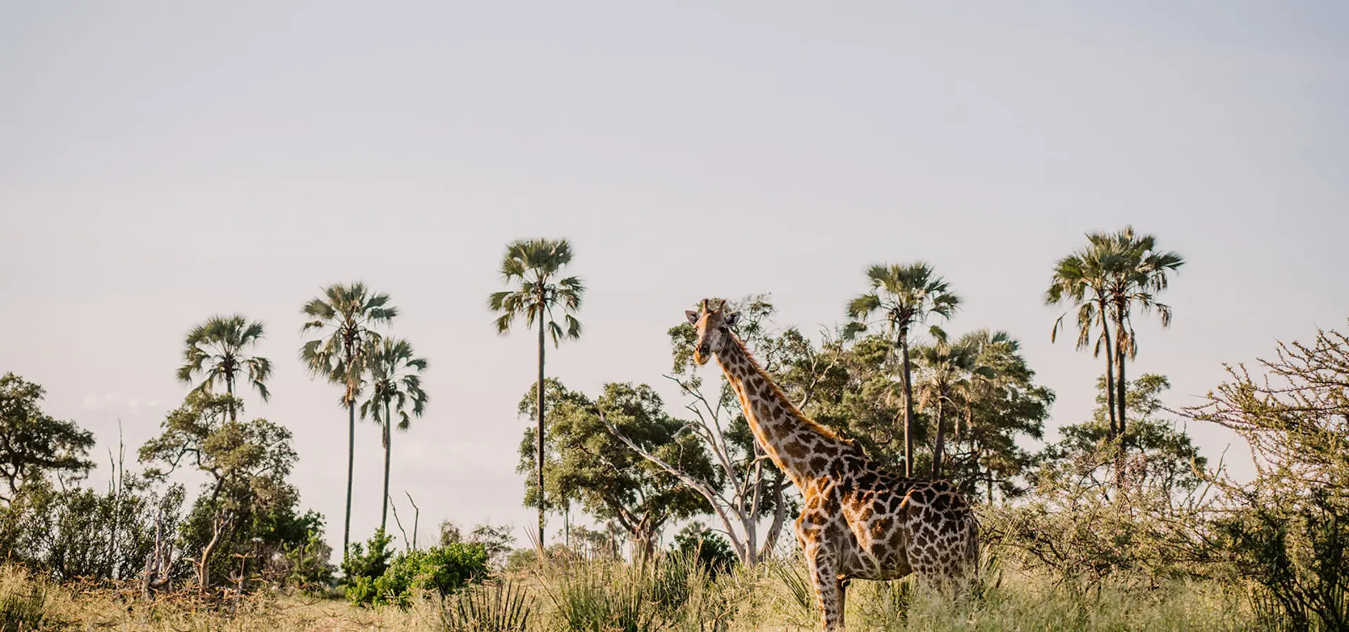 Avila travel Botsuana Okavanga delta jirafa