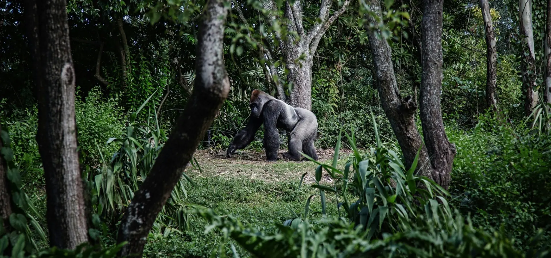 Avila Travel Gabón gorila en la selva