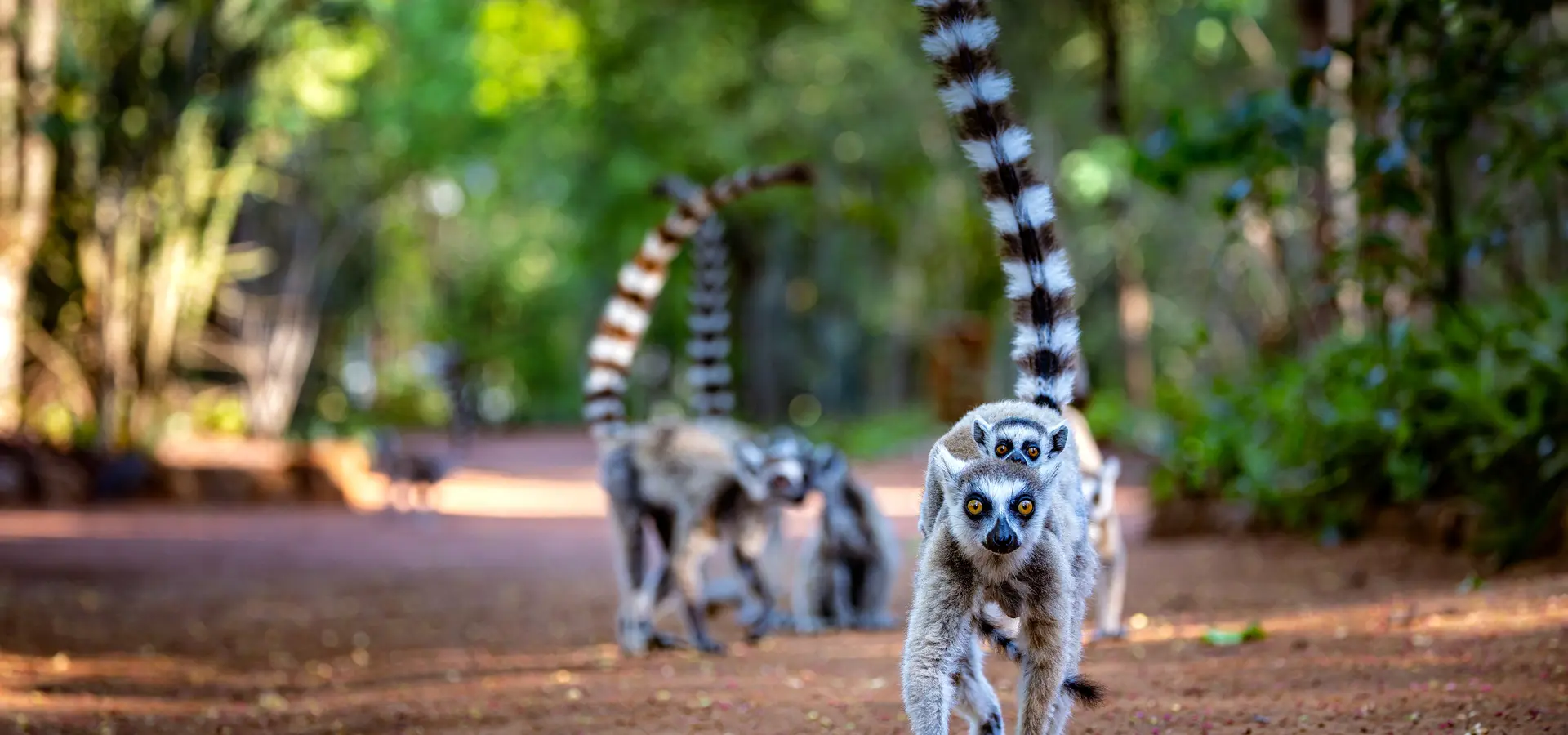 Avila Travel madagaskar lemur paseos en grupo