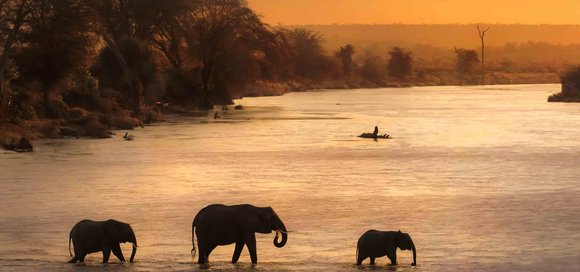 Avila Travel Malawi en elefantes acuáticos