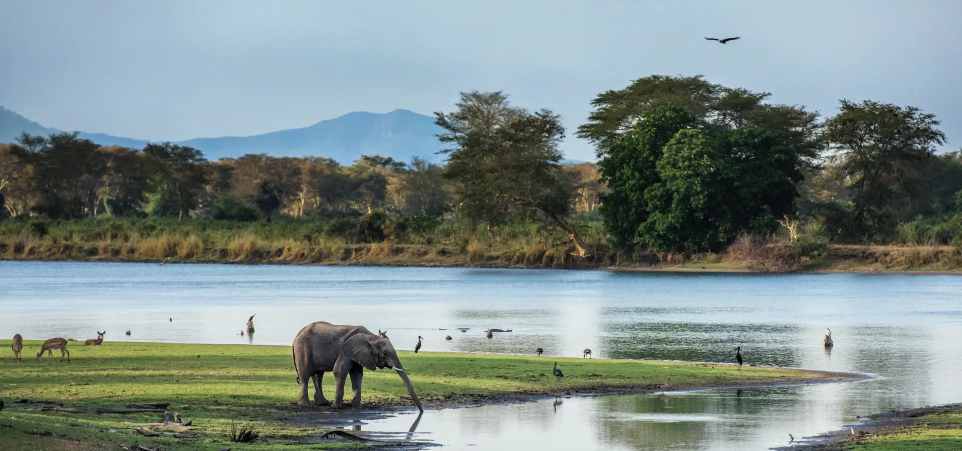 Avila Travel Malawi Raymond Rutting elephant lake