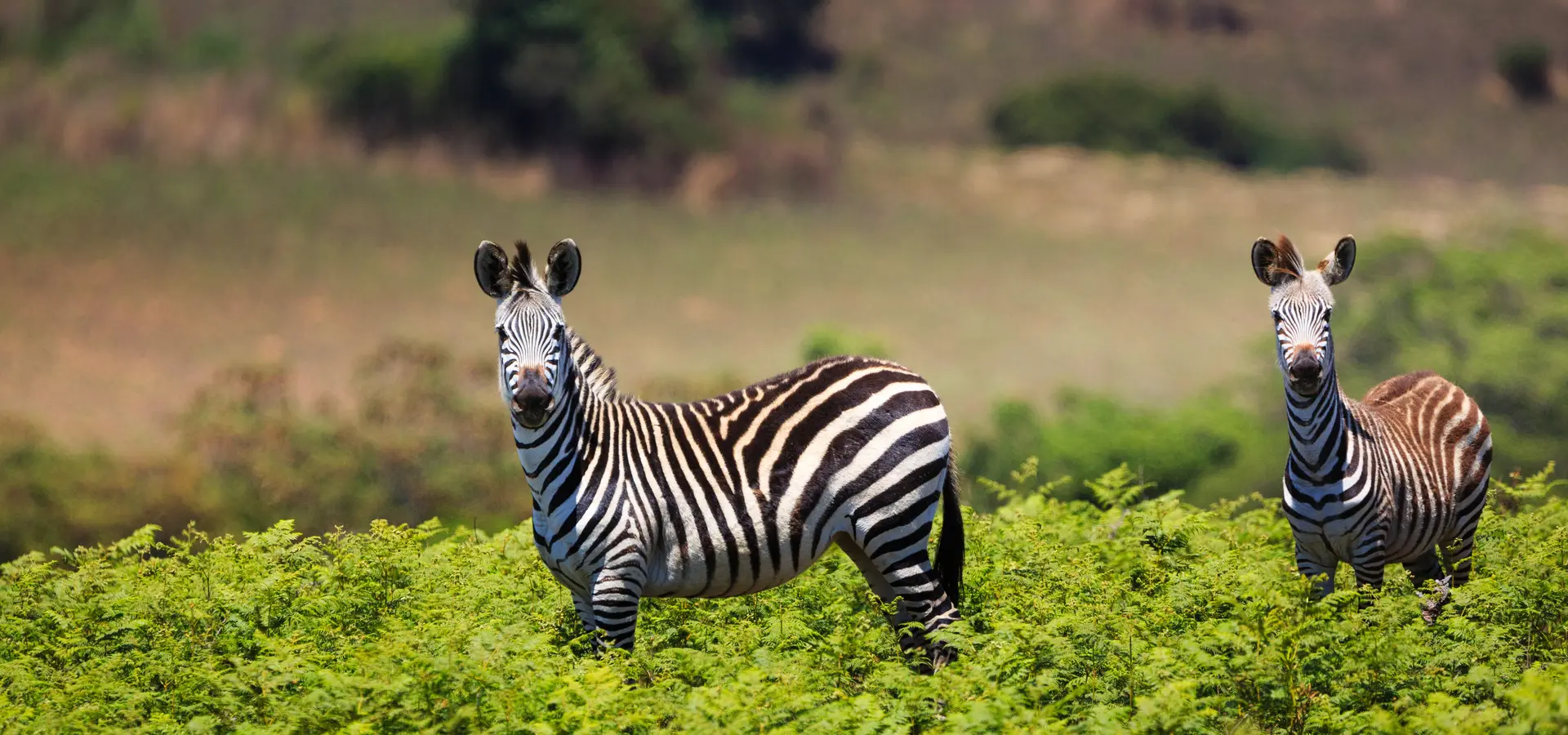 Avila Travel Malawi Caballos cebra juntos