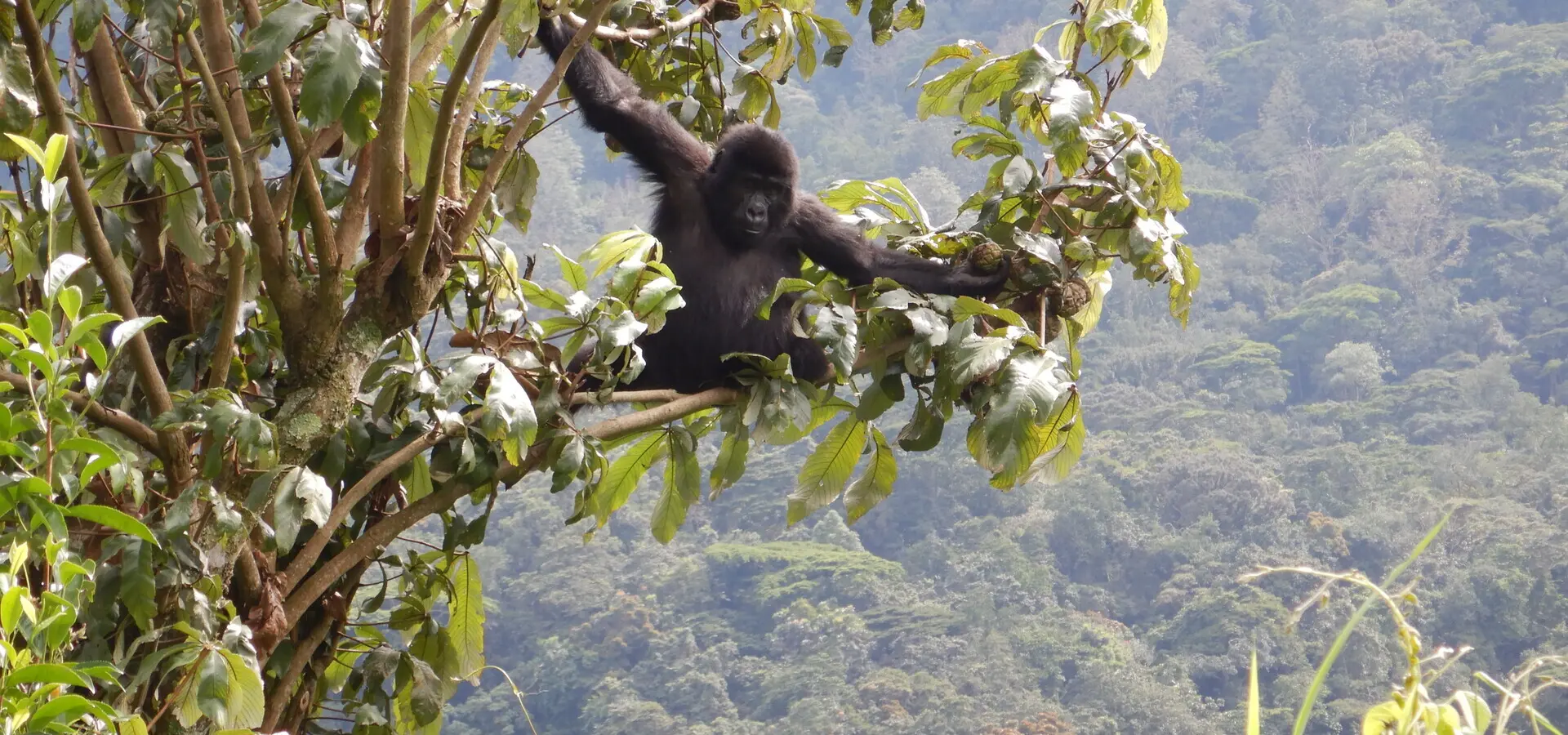 Avila Travel Uganda Annemarie Kleve Bwindi gorila