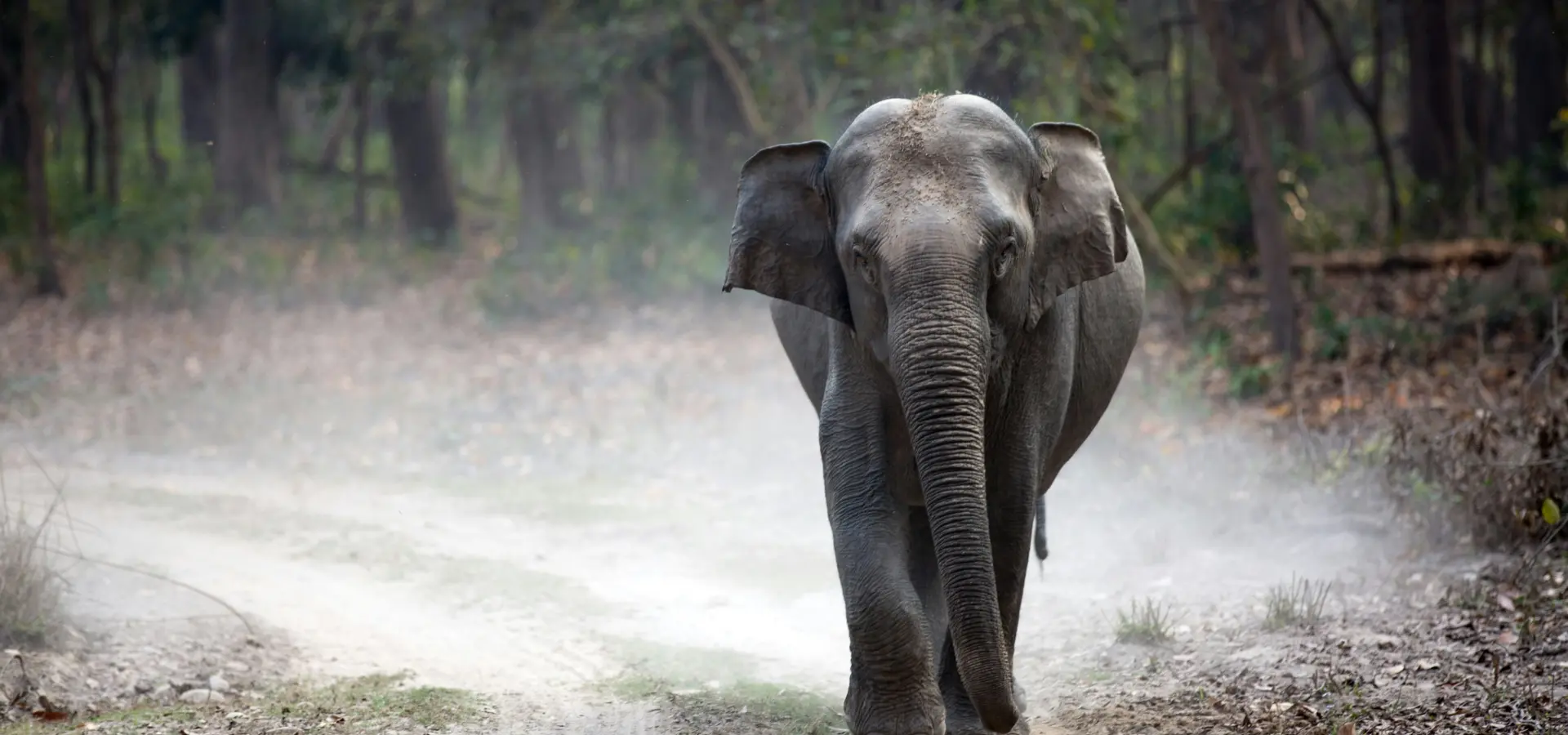 Avila Travel India elefante en parque natural