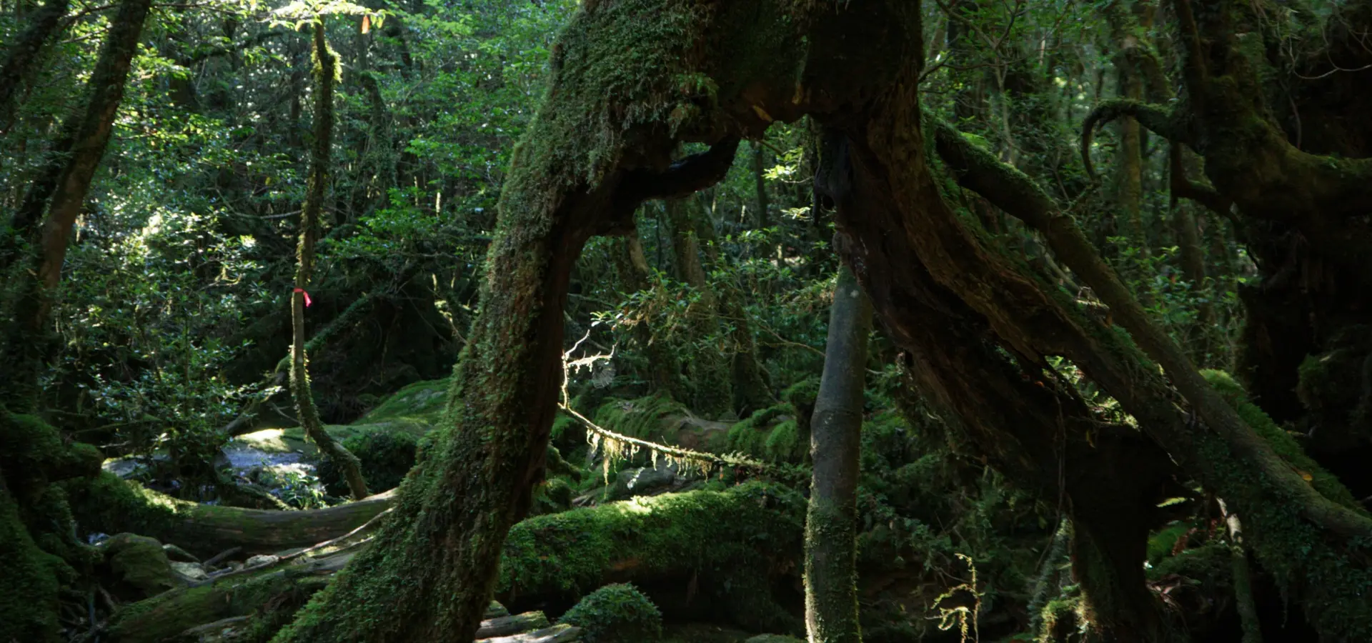 Avila Travel Japón Isla de Yakushima
