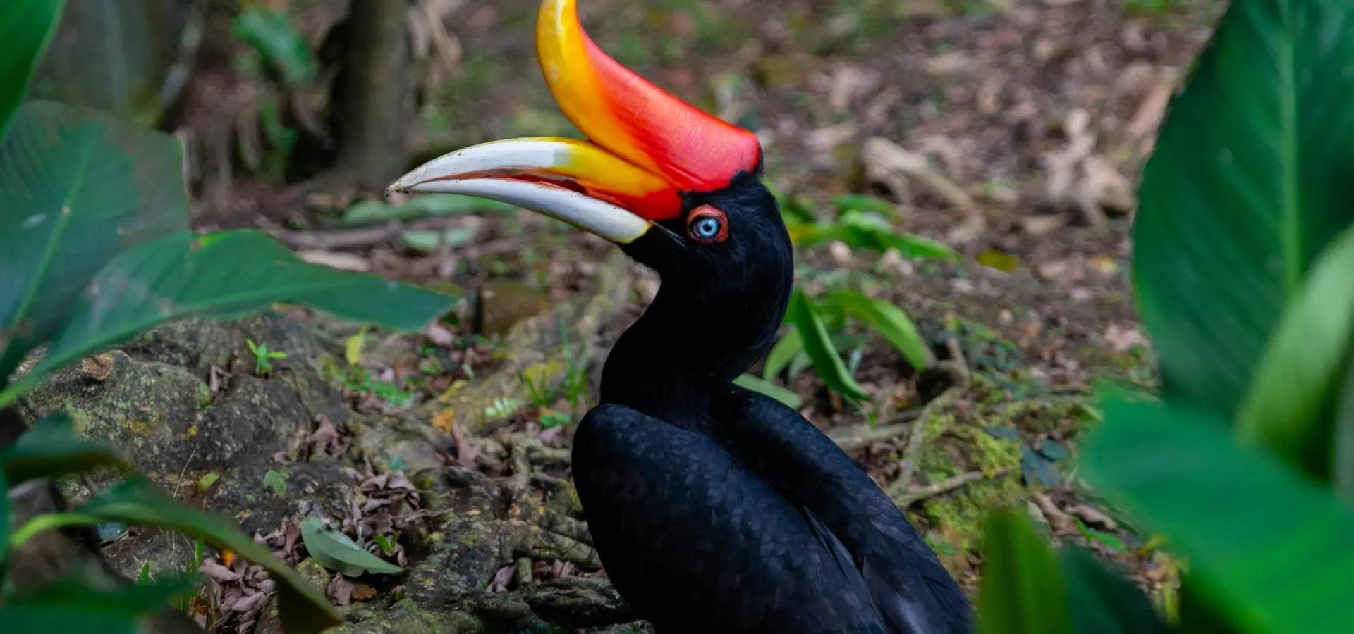 Avila Reizen: el pájaro rinoceronte de Malasia