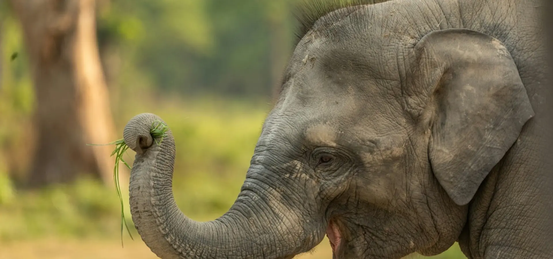 Avila Travel Nepal Chitwan NP bebé elefante