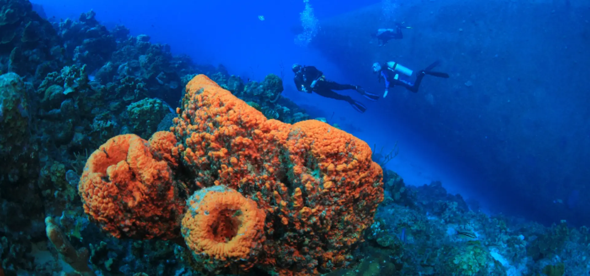 Avila Travel Bonaire Buceo en Bonaire