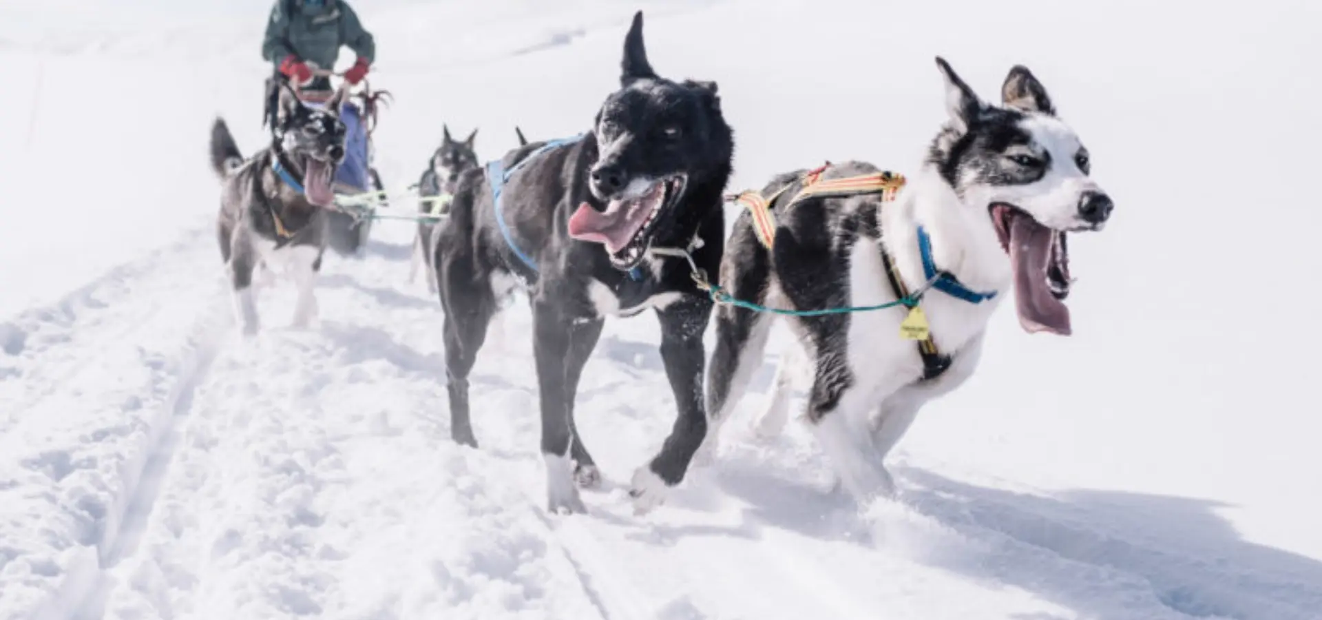 Avila Travel Trasti Trine Husky