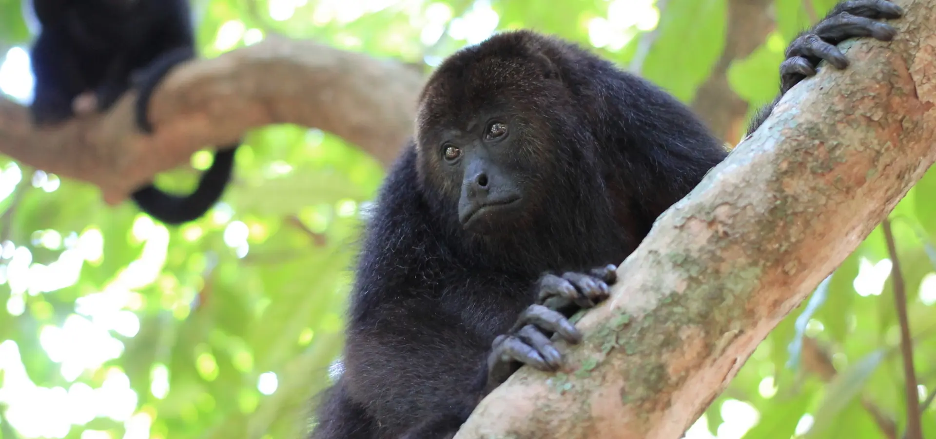 Avila Travel Belice América Latina vida salvaje howlermokey