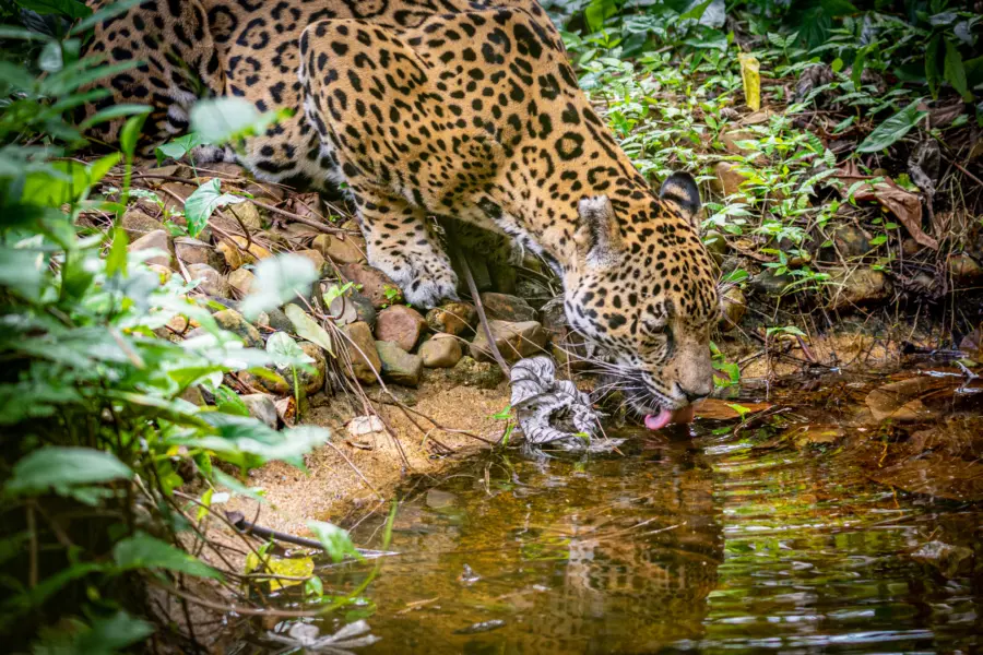 Avila Reizen Belice Jaguar 8