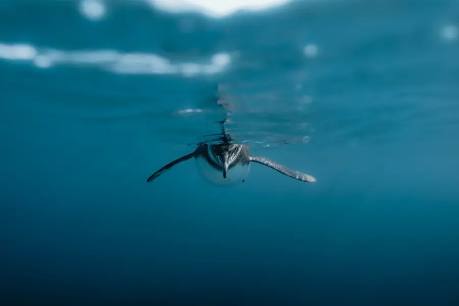 Avila Travel Galápagos nadar con pingüinos