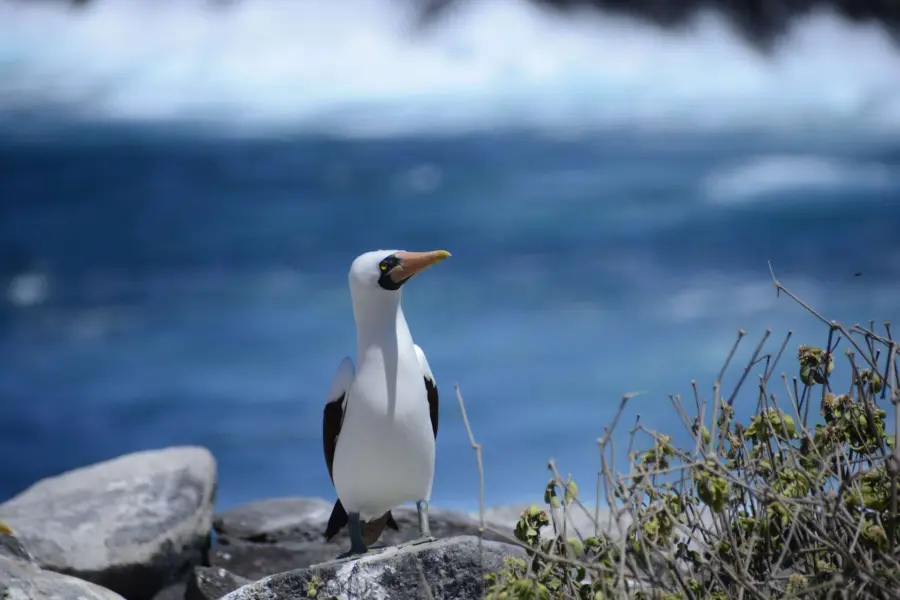 Avila Viajes: Galápagos, los «pies azules»