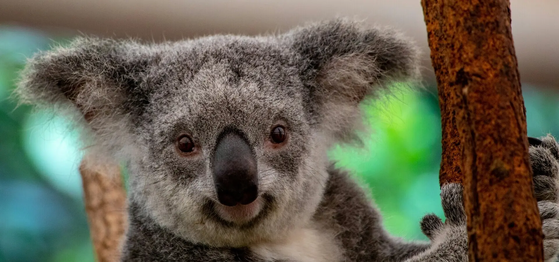 Avila Travel Australia Lone Pine Koala Sanctuary Brisbane Australia