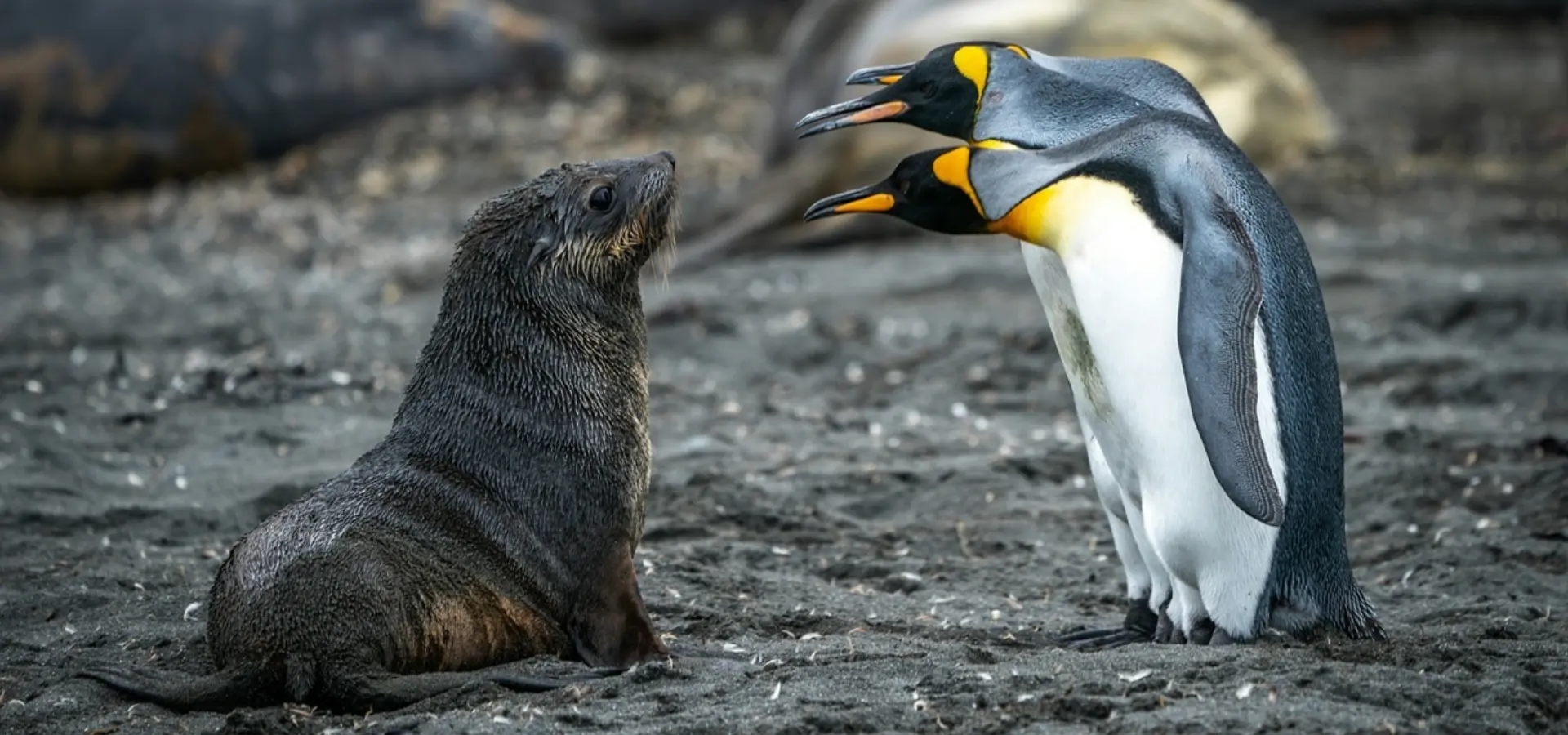 Avila Travel Georgia del Sur Islas Sandwich del Sur pingüinos y cachorro de león marino