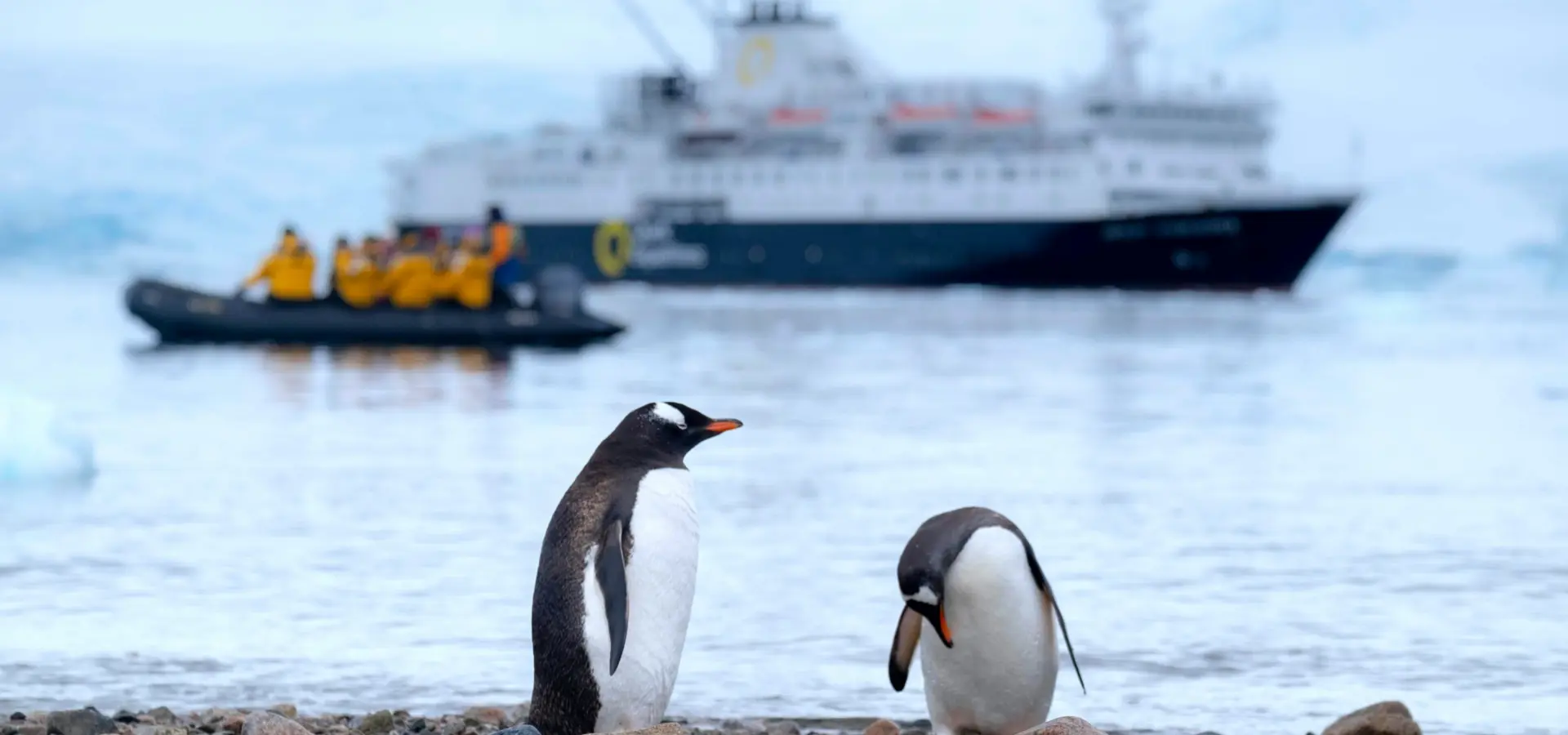 Avila Travel Antártida Quark Expeditions pingüinos en tierra