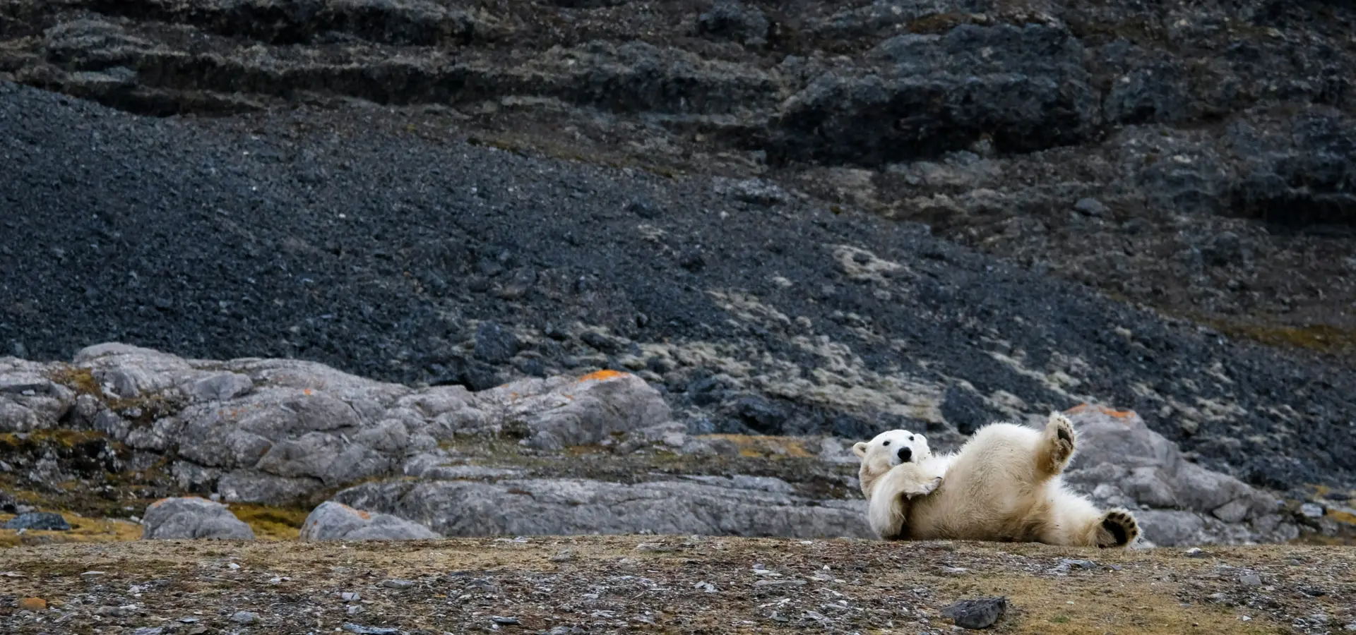Avila Travel Oso Polar Svalbard