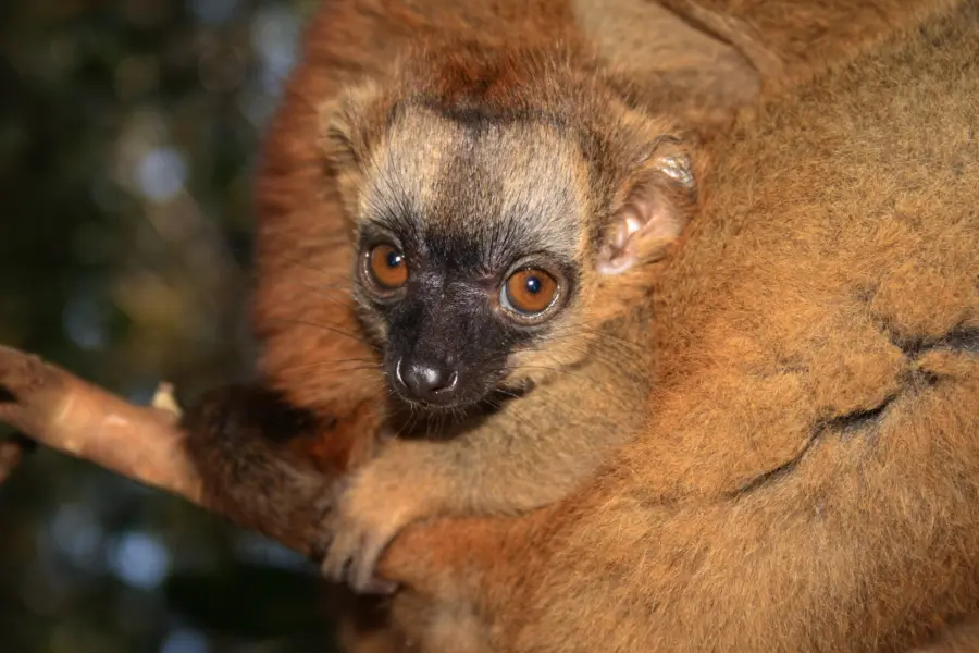1780919354285 lemur marrón 002
