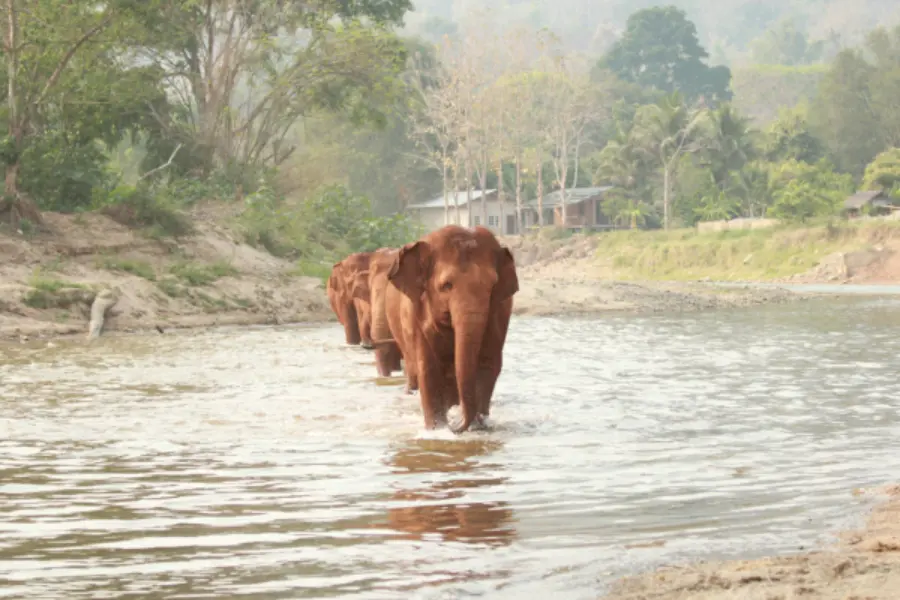 1757518231869parque natural del elefante 2