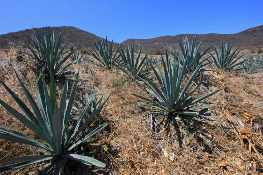 Oaxaca 3