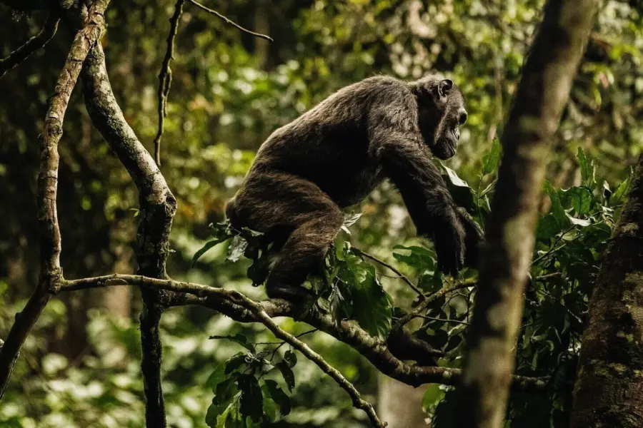 Oonh actividades chimpancé blanco frontera 1
