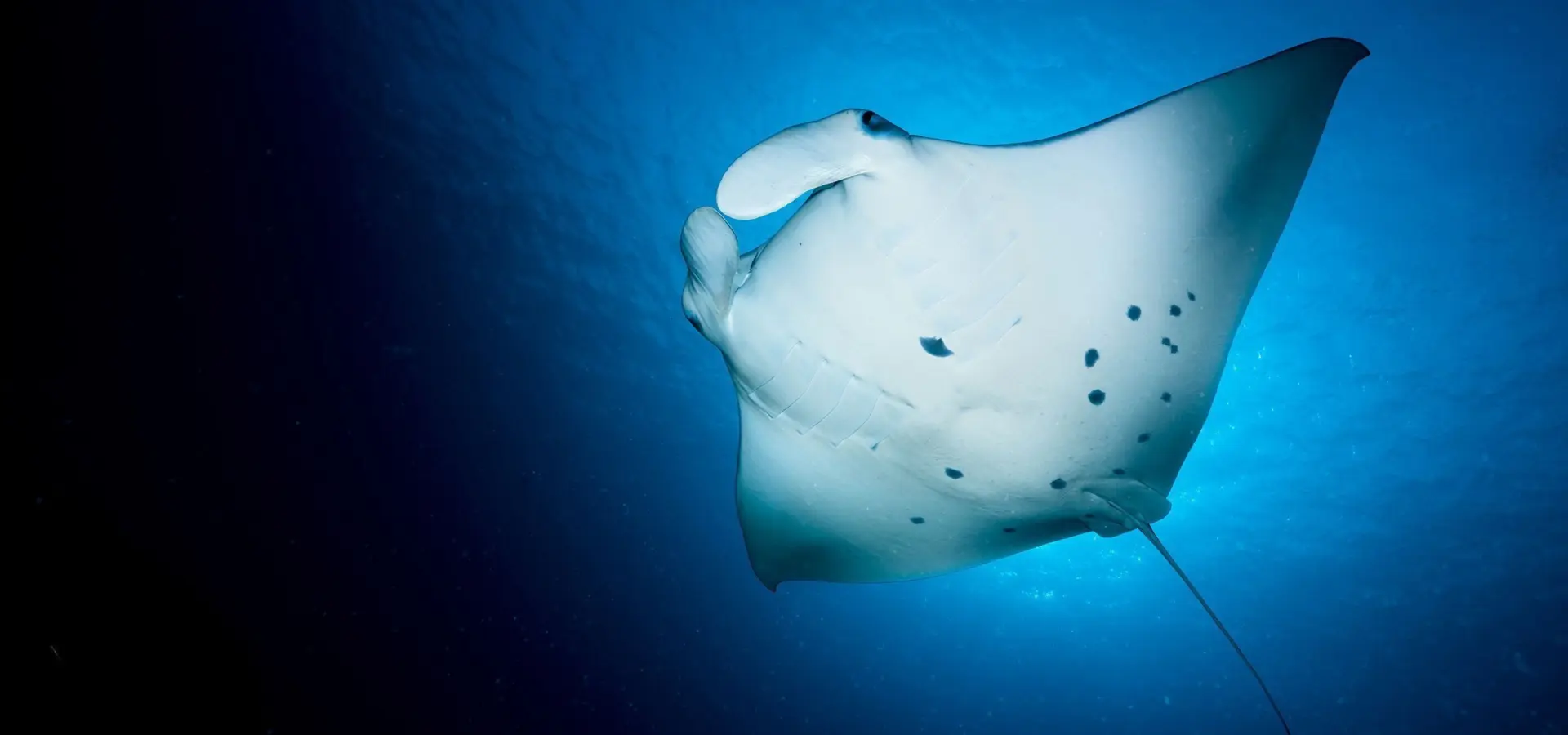 Scubaspa manta