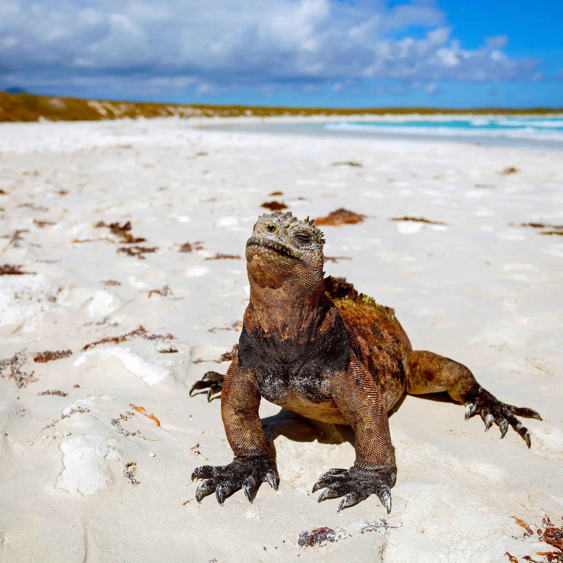 Galápagos21