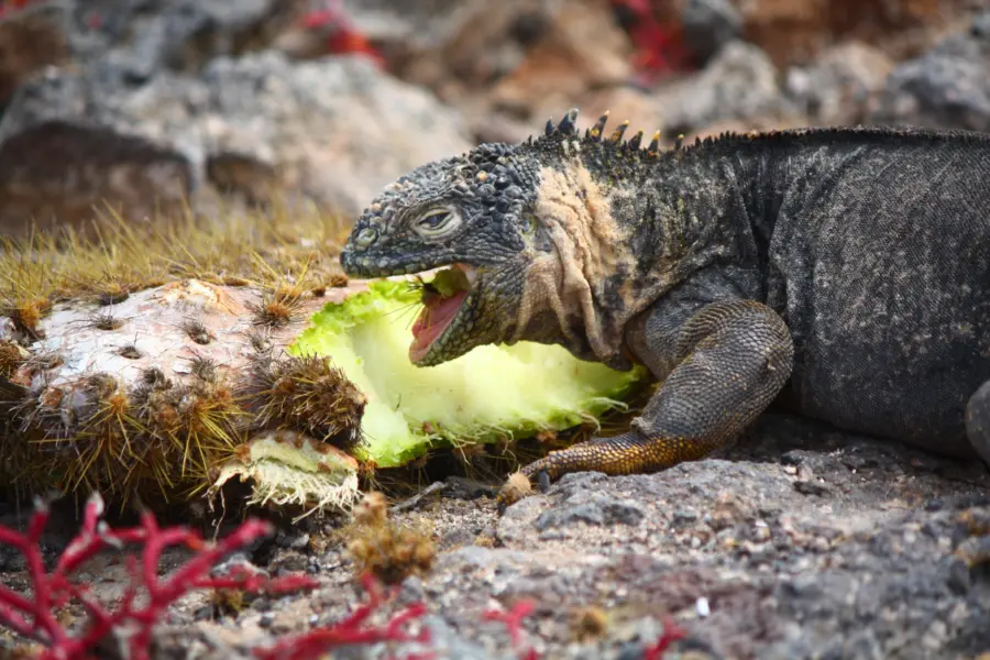 Isla marina de Galápagos en tierra
