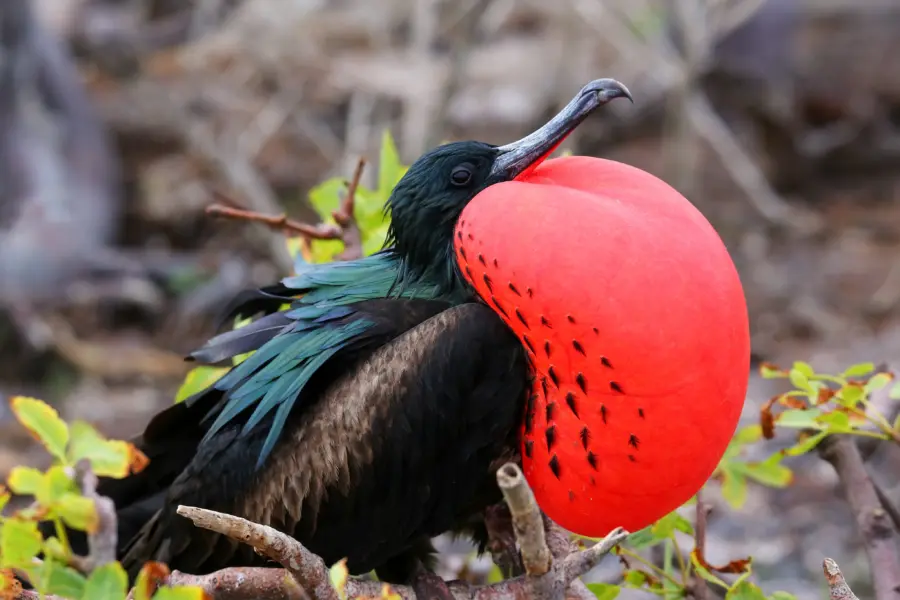 Galápagos 4