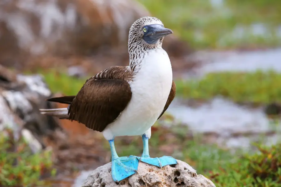 Pájaro de patas azules galápagos