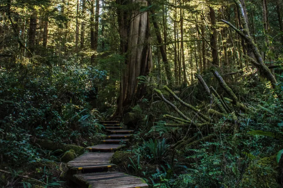 Sharissa johnson 7zq0d ijjg4 unsplash
