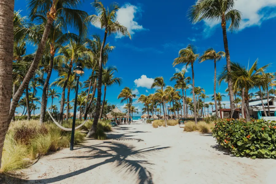 Palmeras en Palm Beach