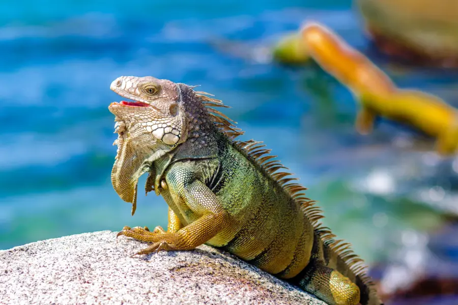 Parque Nacional Tayrona 3
