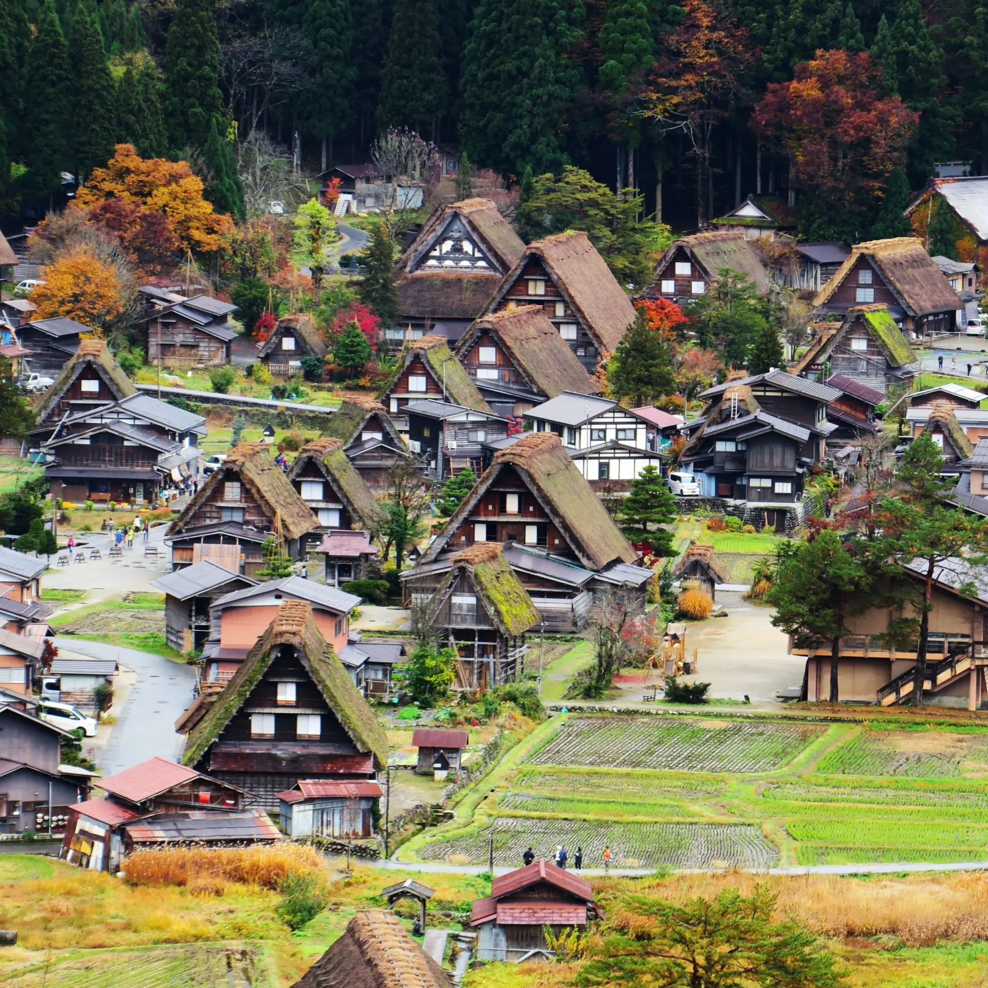 Ellenchan Japón 3205106