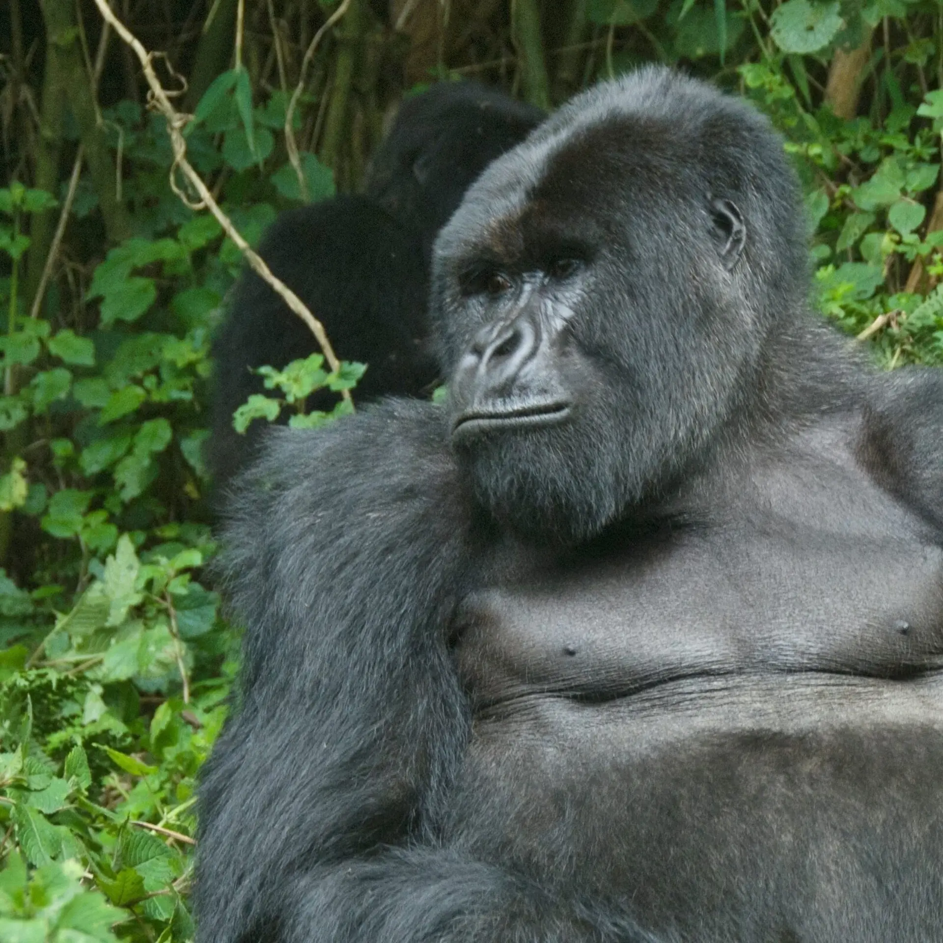 Bwindi 3