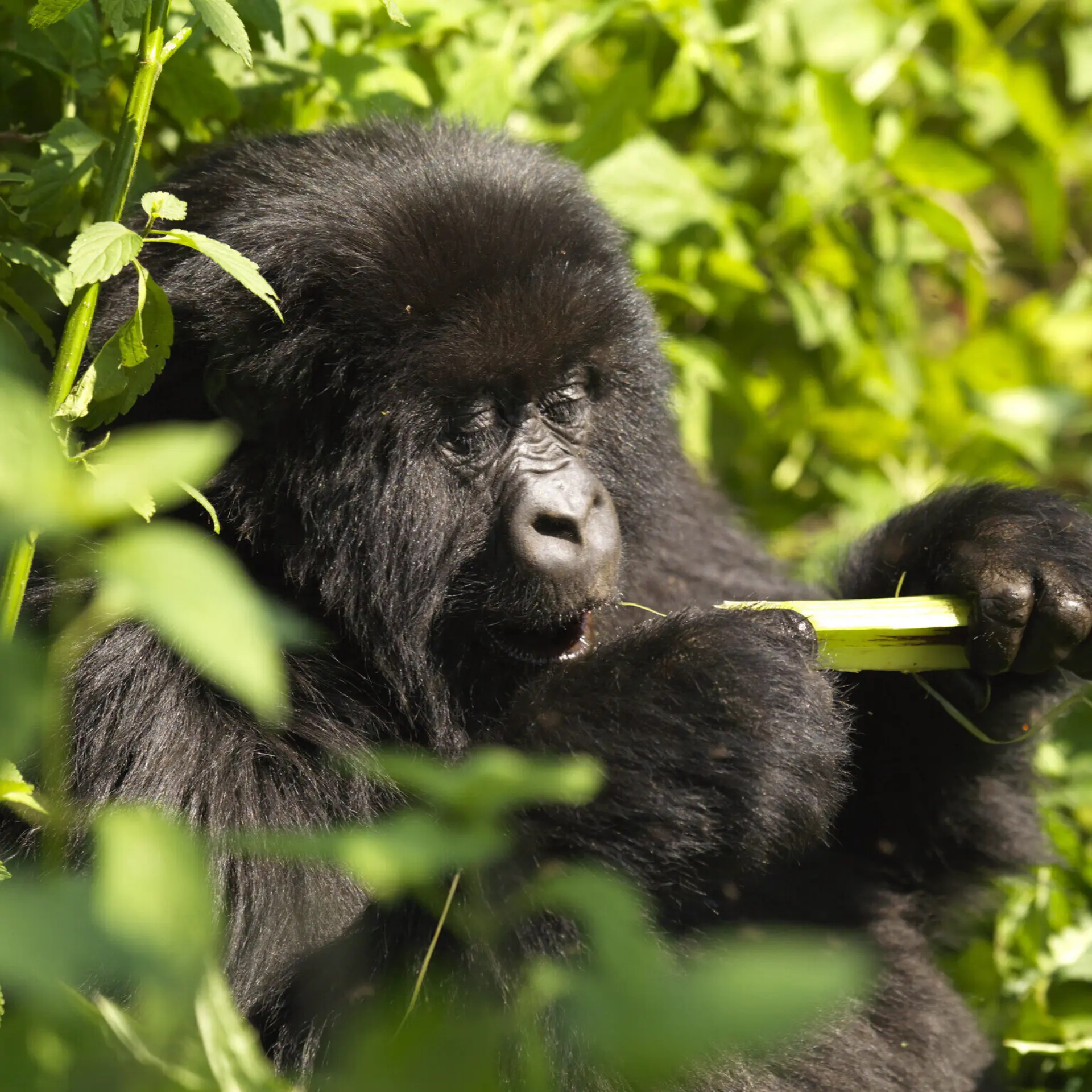 Visitrwandavolcanoes np4