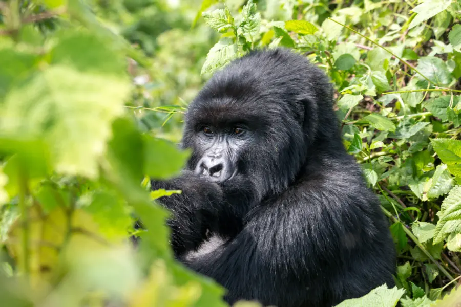 Visitrwandavolcanoes np1
