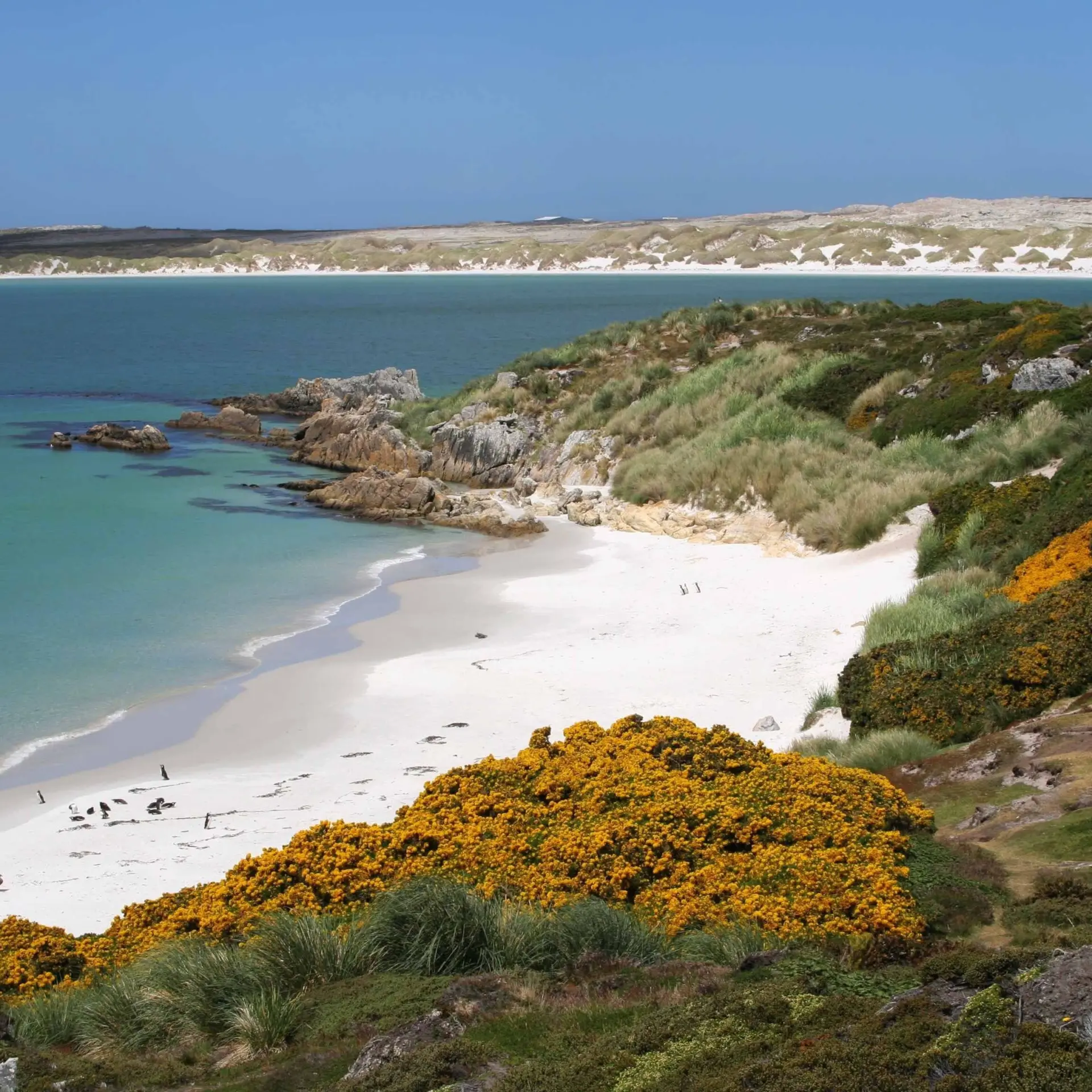 Avila Reizen Islas Malvinas 2
