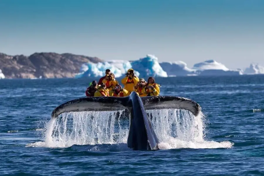 4 Humpback