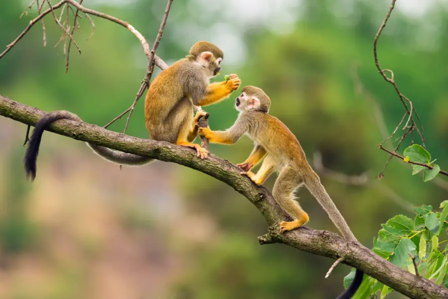 Shutterstock286846964