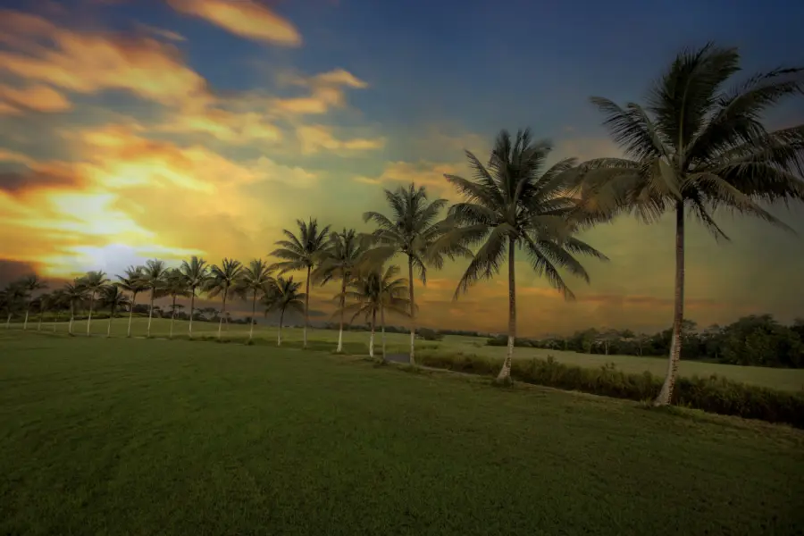 Palmalleysunset