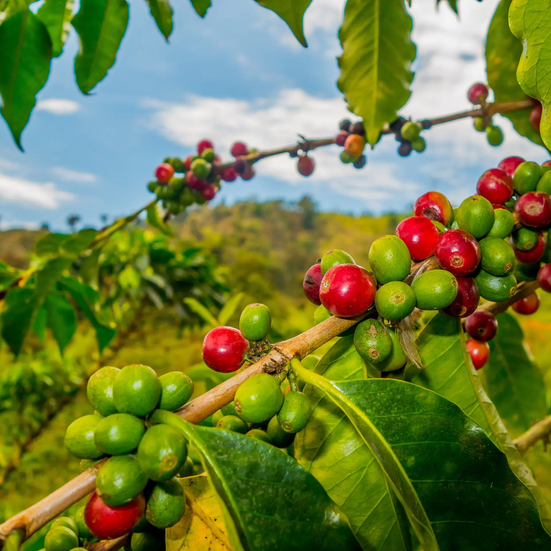 Café en grano