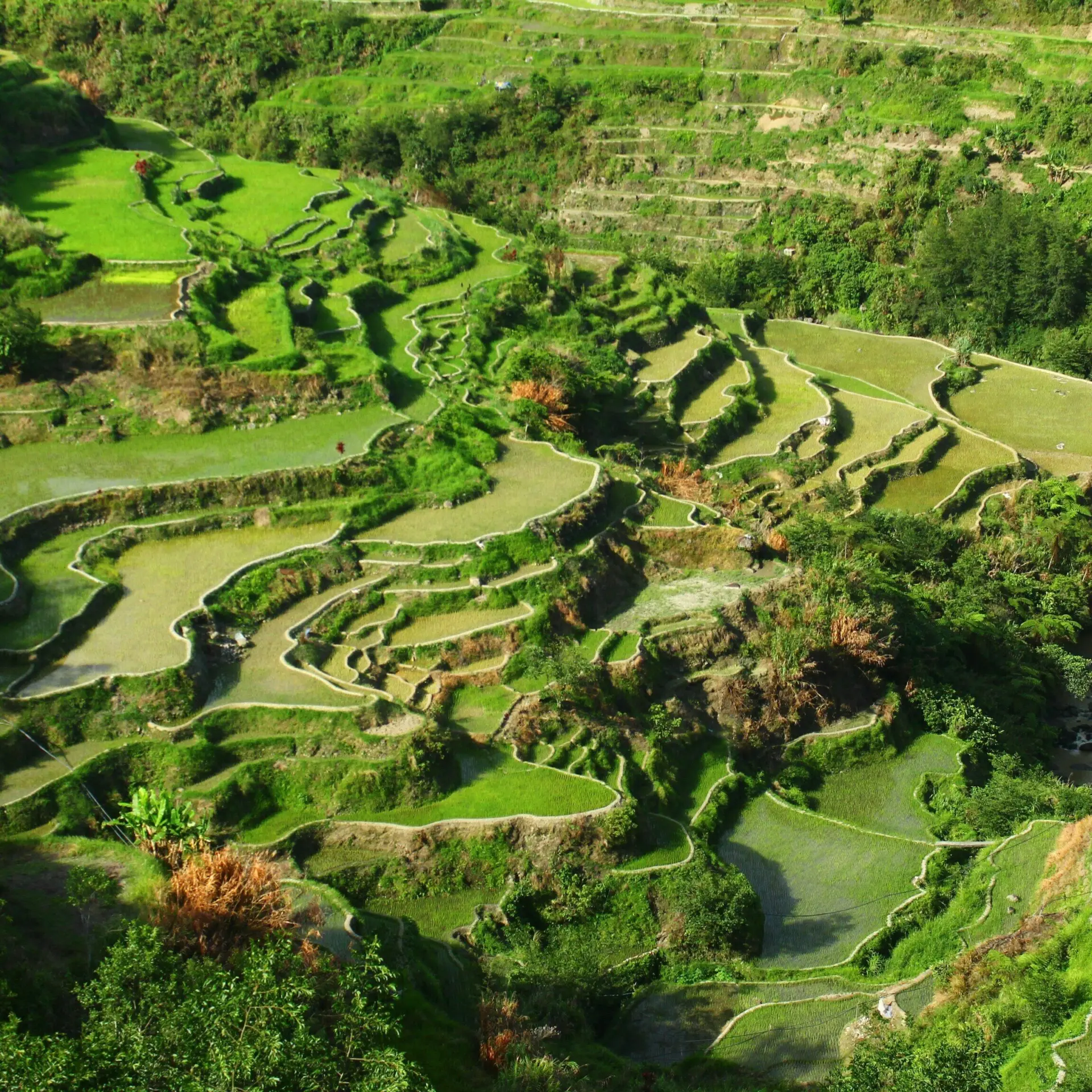 Terrazas de arroz de Batad, Banaue