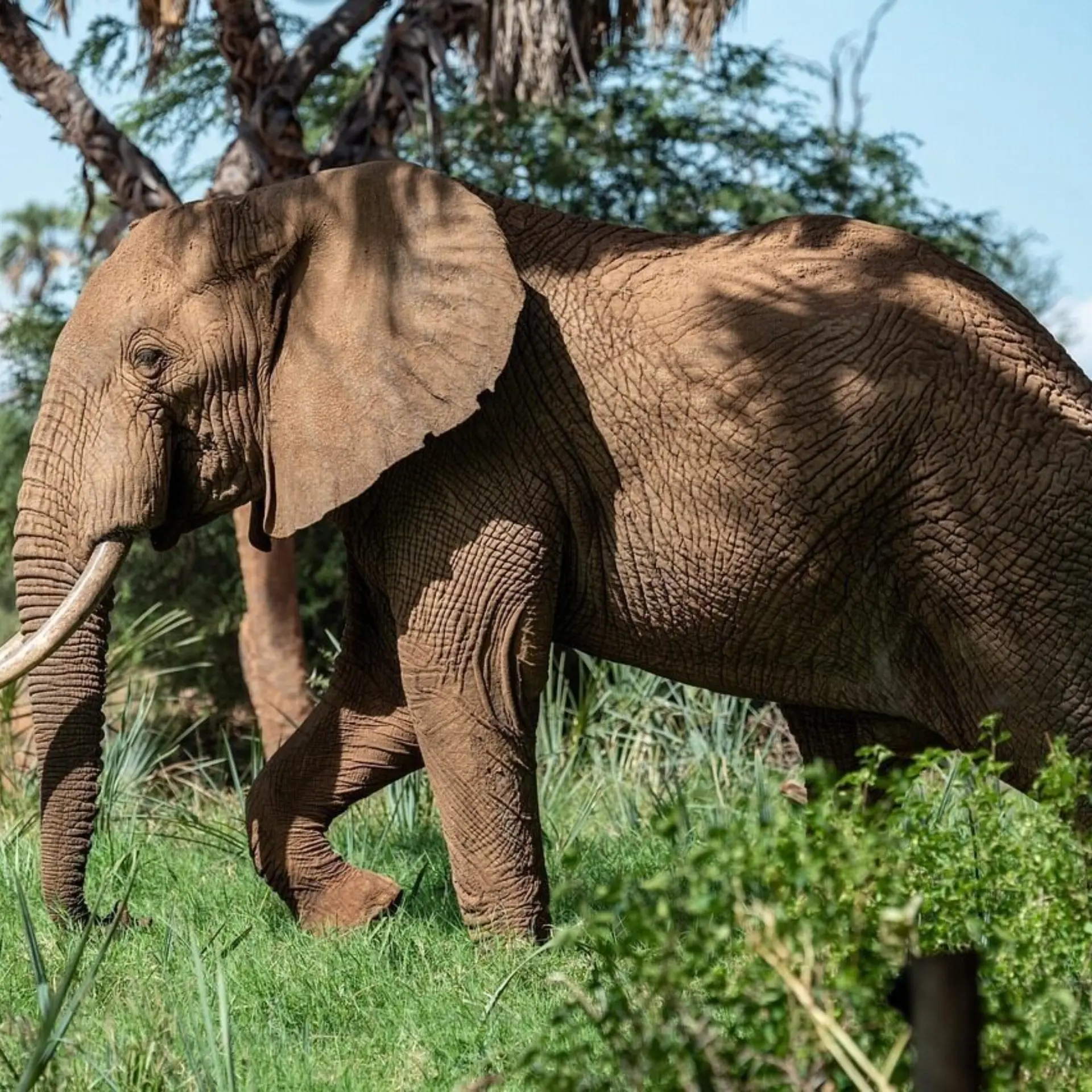 Elephant 439303412801