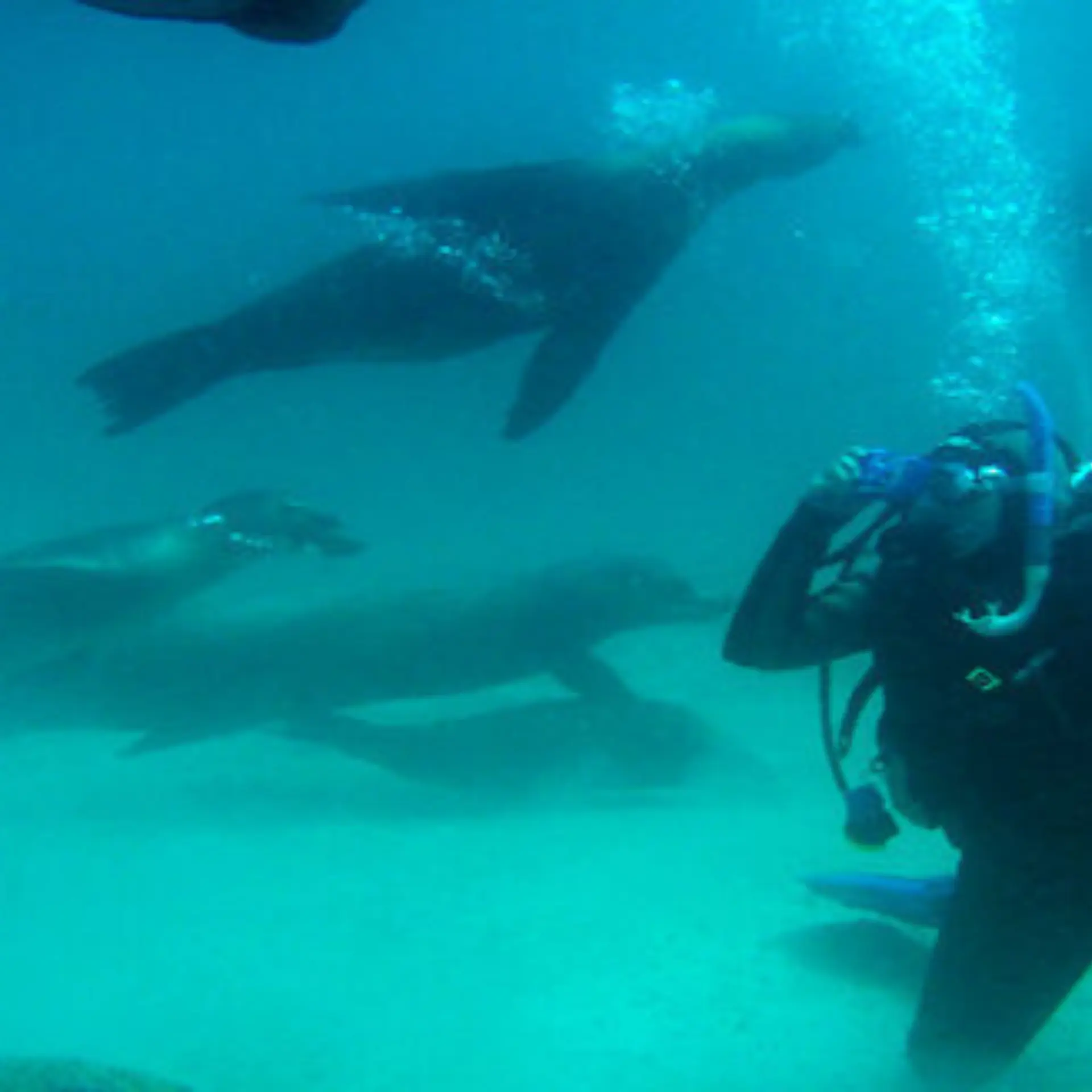 Buceo1