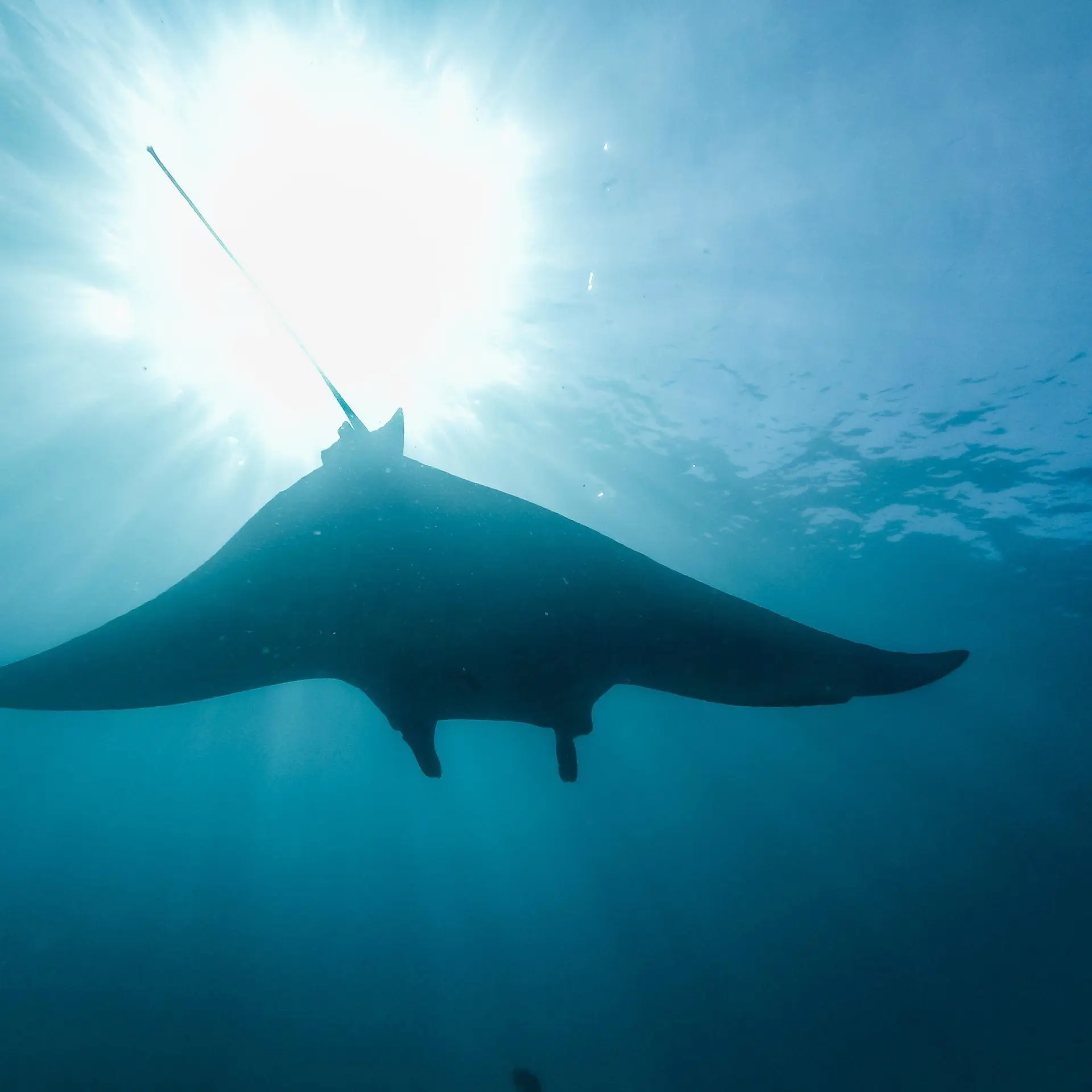 Mantarraya de las Galápagos