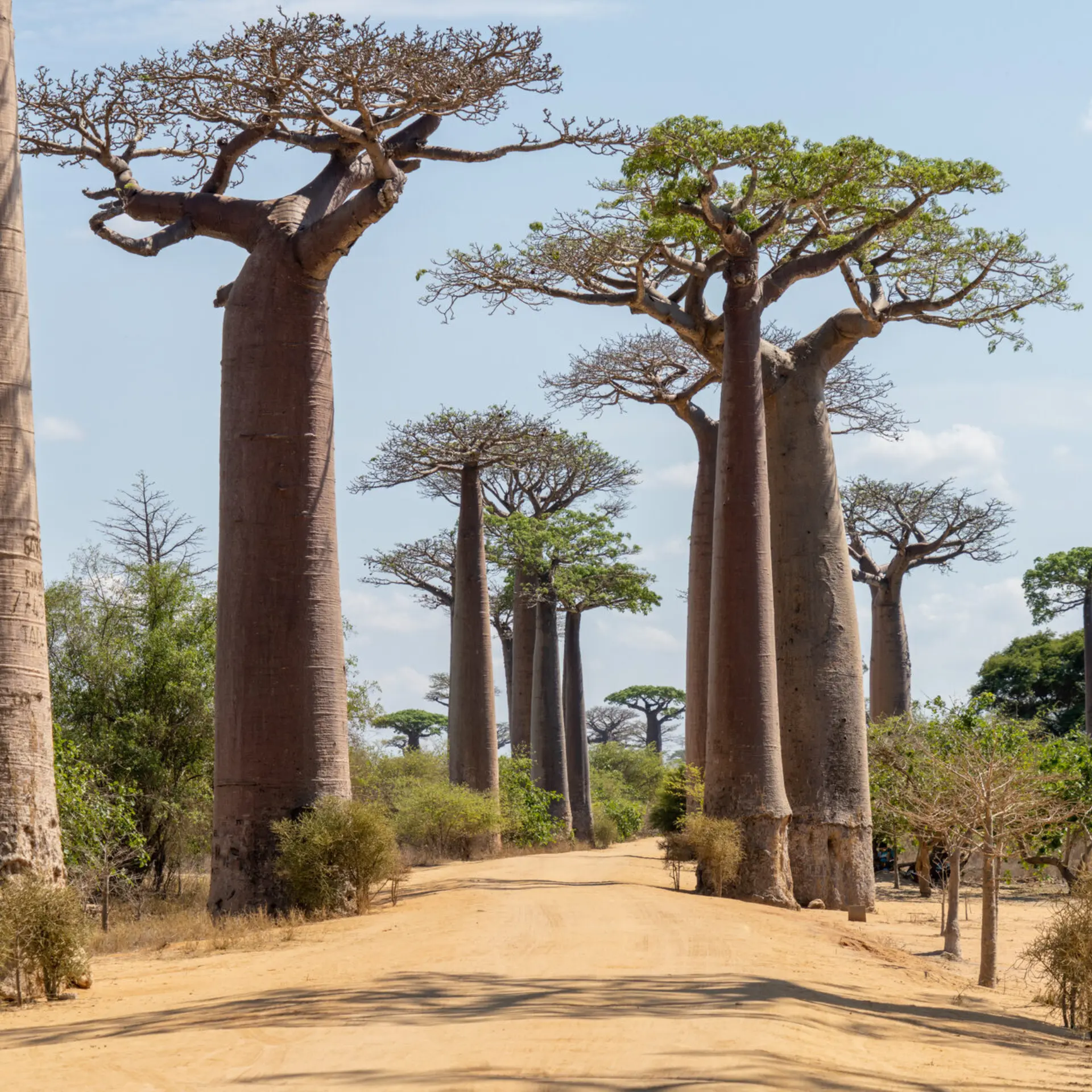 Avila Travel Madagascar Avenida de los Baobabs annemarie kleve