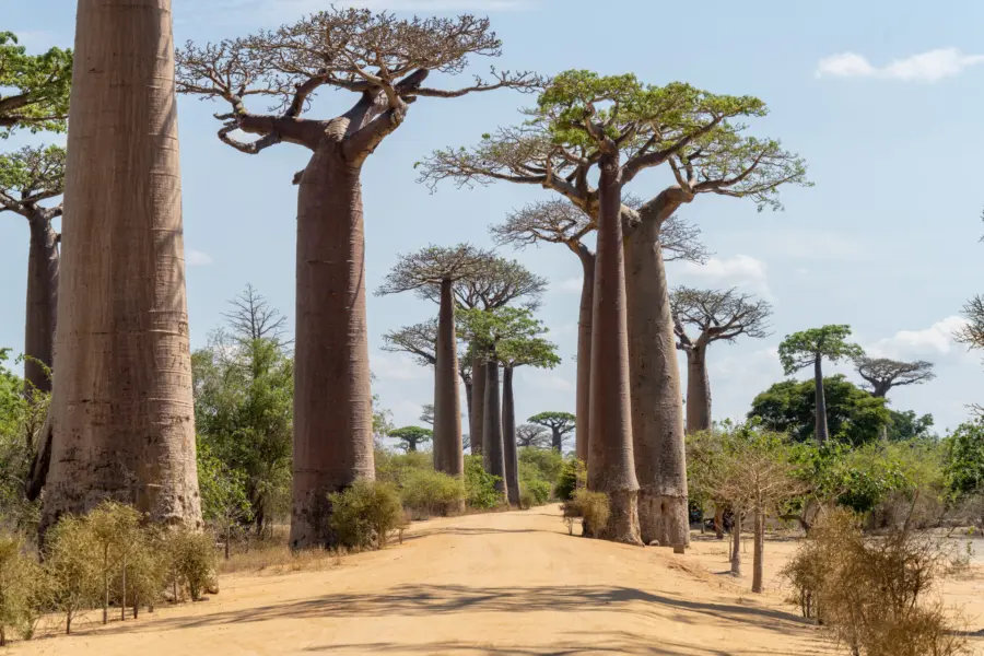 Avila Travel Madagascar Avenida de los Baobabs annemarie kleve