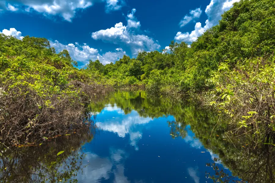Humedales en el Amazonas brasileño1