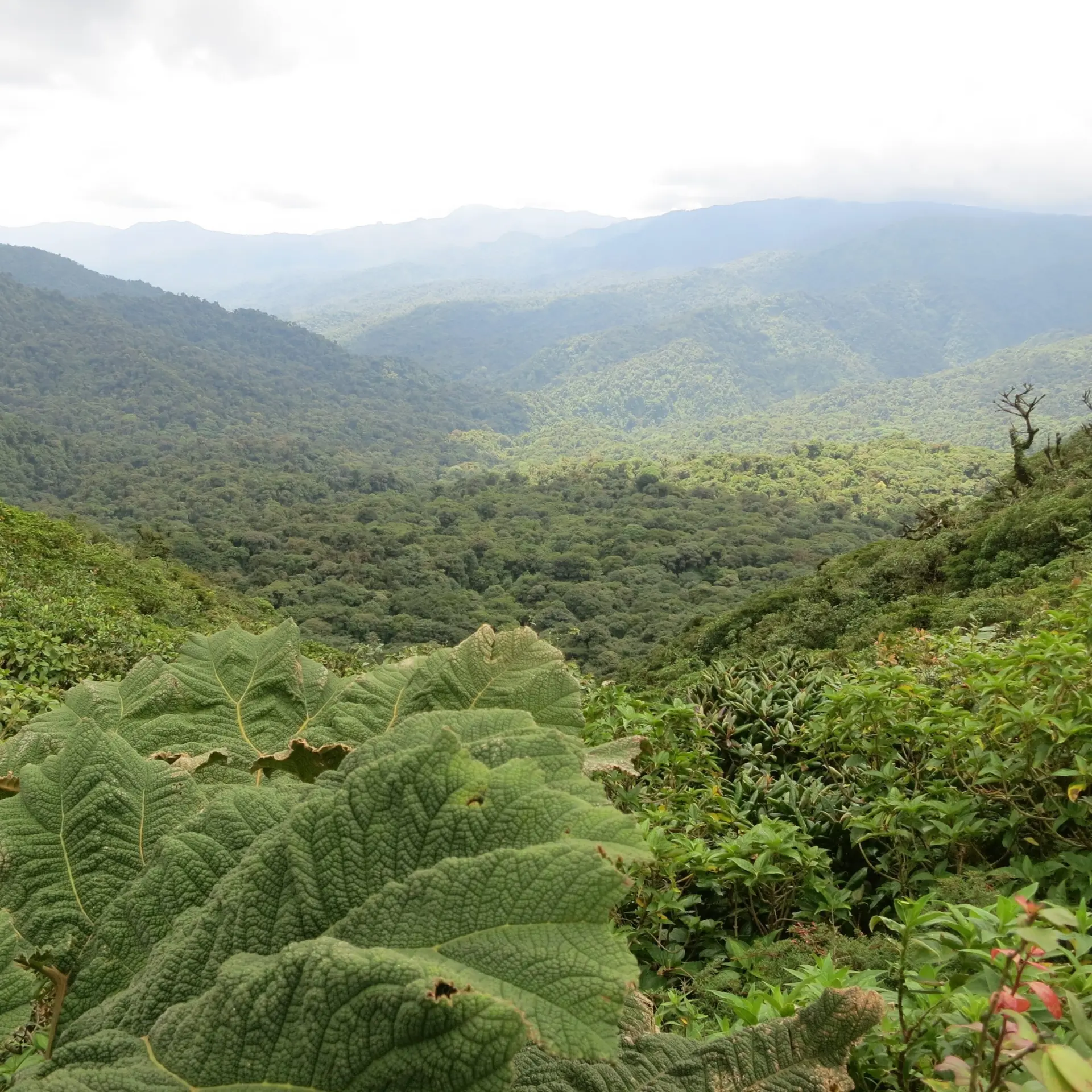 Monteverde 2